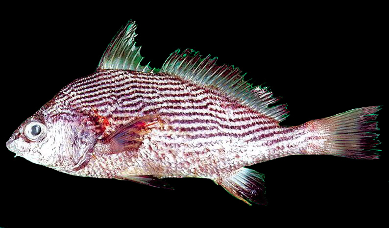 Umbrina ronchus_03.jpg